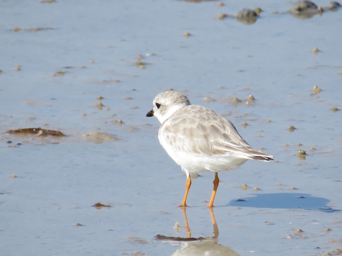 Piping Plover - ML89734951