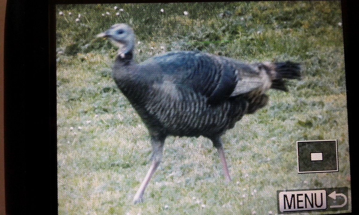 Wild Turkey - ML89735751