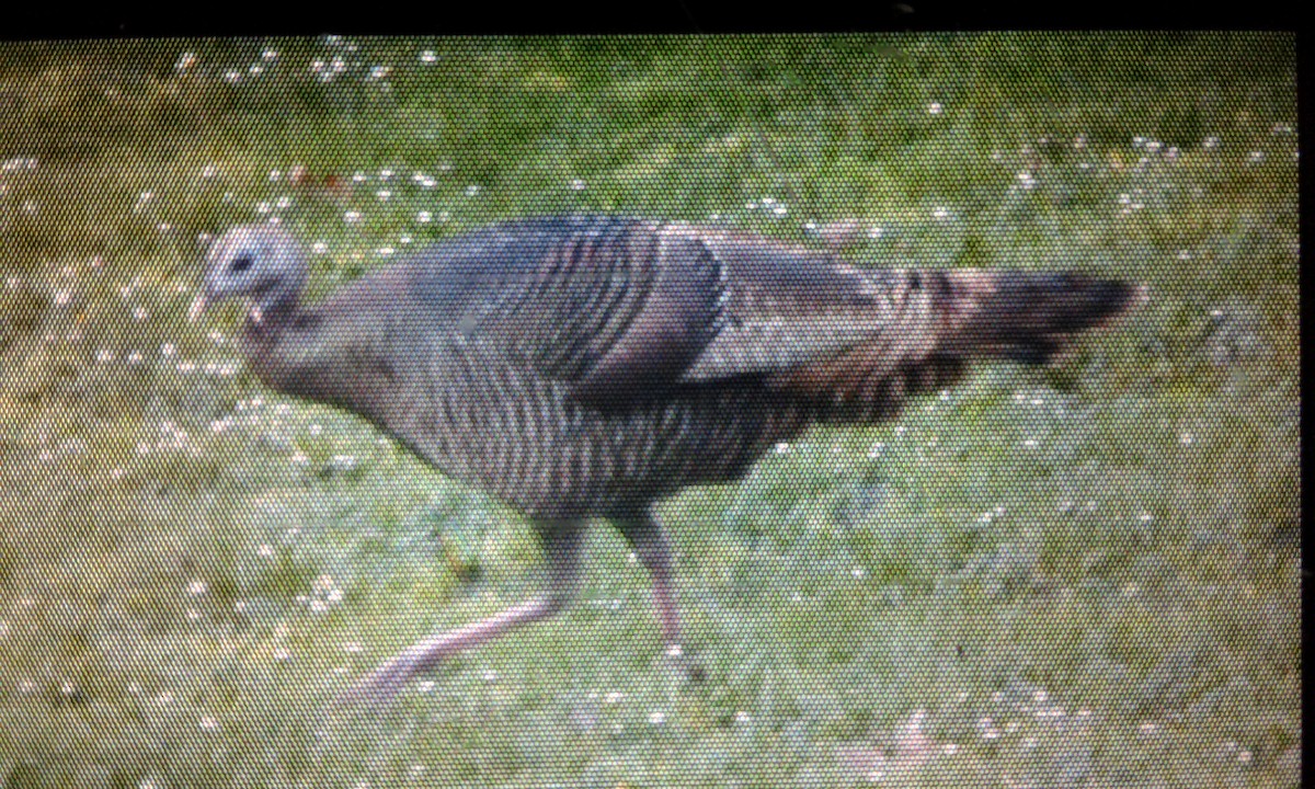 Wild Turkey - ML89735801