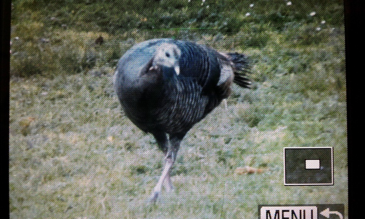 Wild Turkey - ML89735821