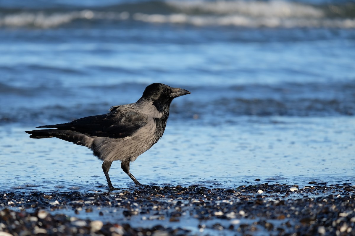 Carrion x Hooded Crow (hybrid) - Leo Damrow