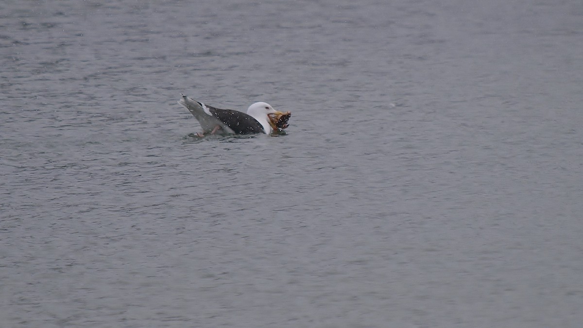 Great Black-backed Gull - ML89738601