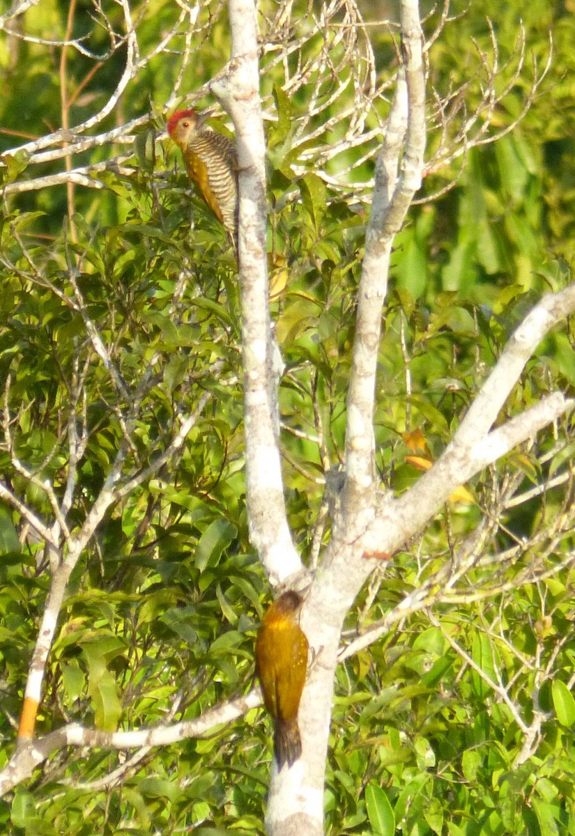 Golden-collared Woodpecker - Terry Rosenmeier
