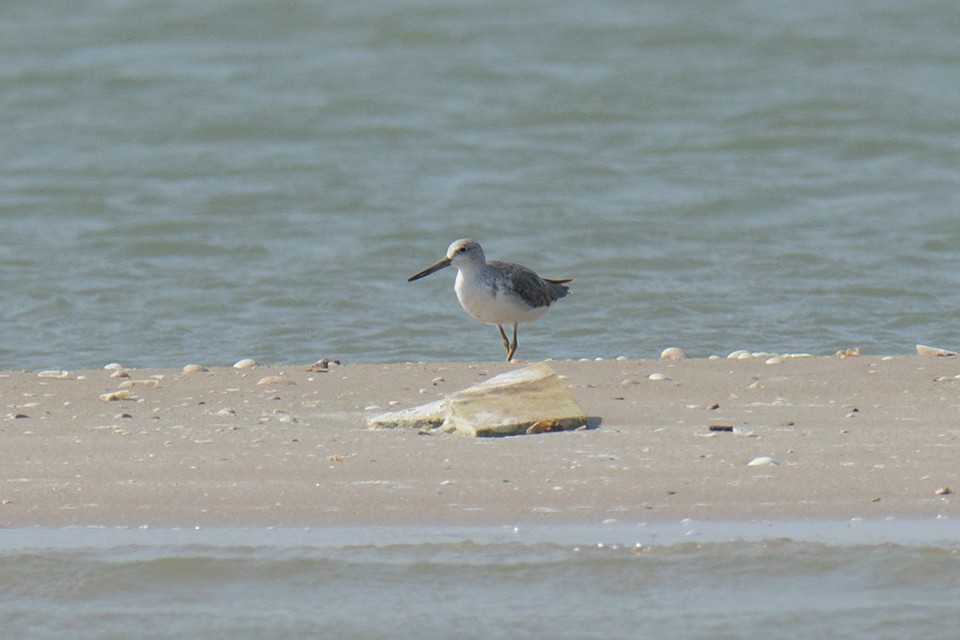 Nordmann's Greenshank - ML89740351