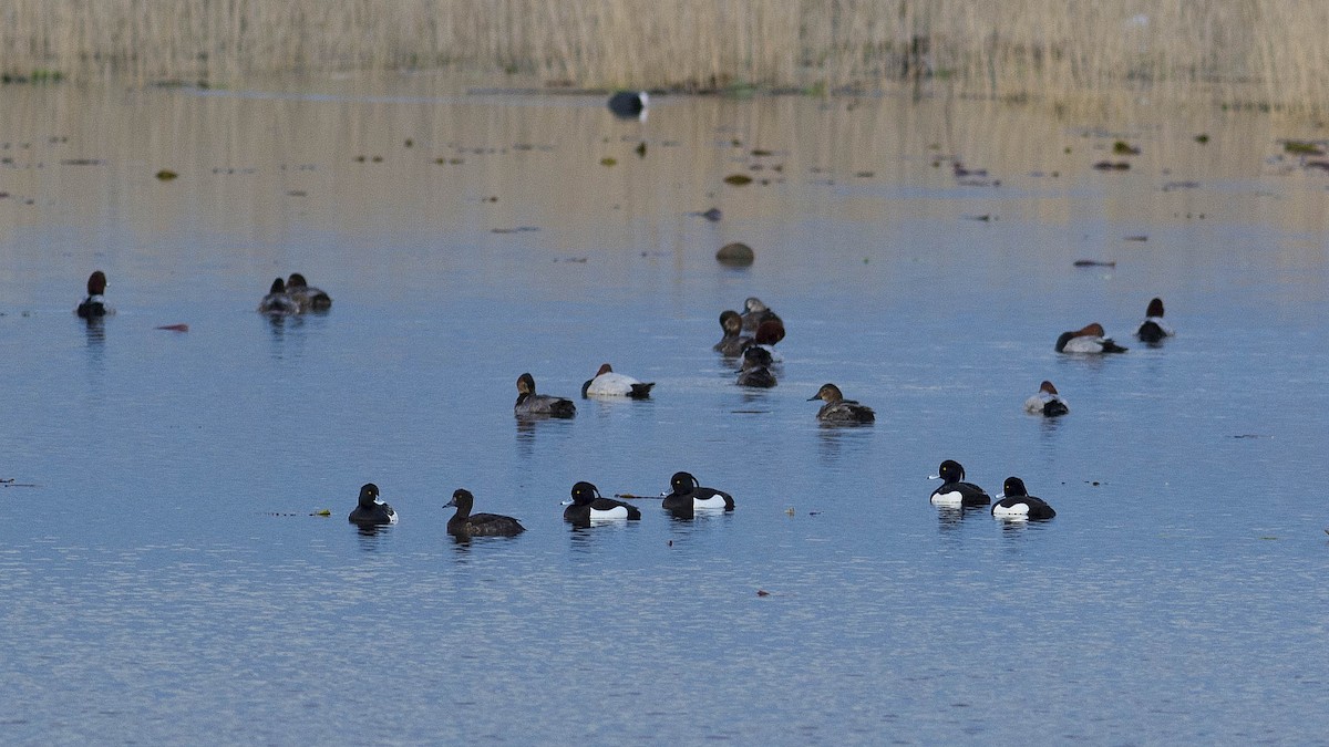 Tufted Duck - Alper Tüydeş