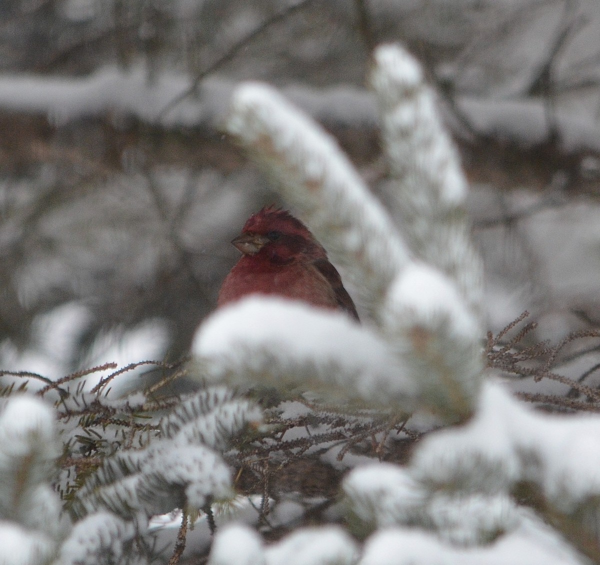 Purple Finch - ML89741801