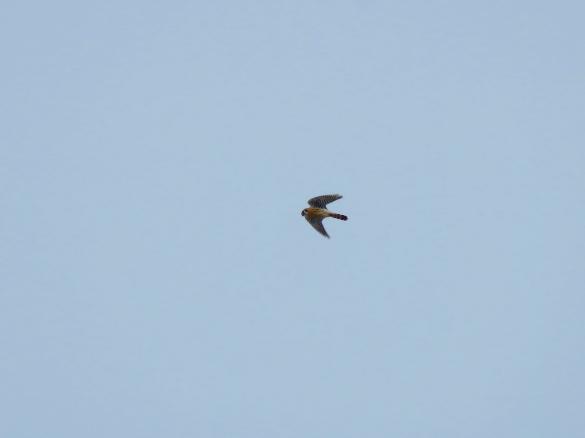 American Kestrel - ML89742091