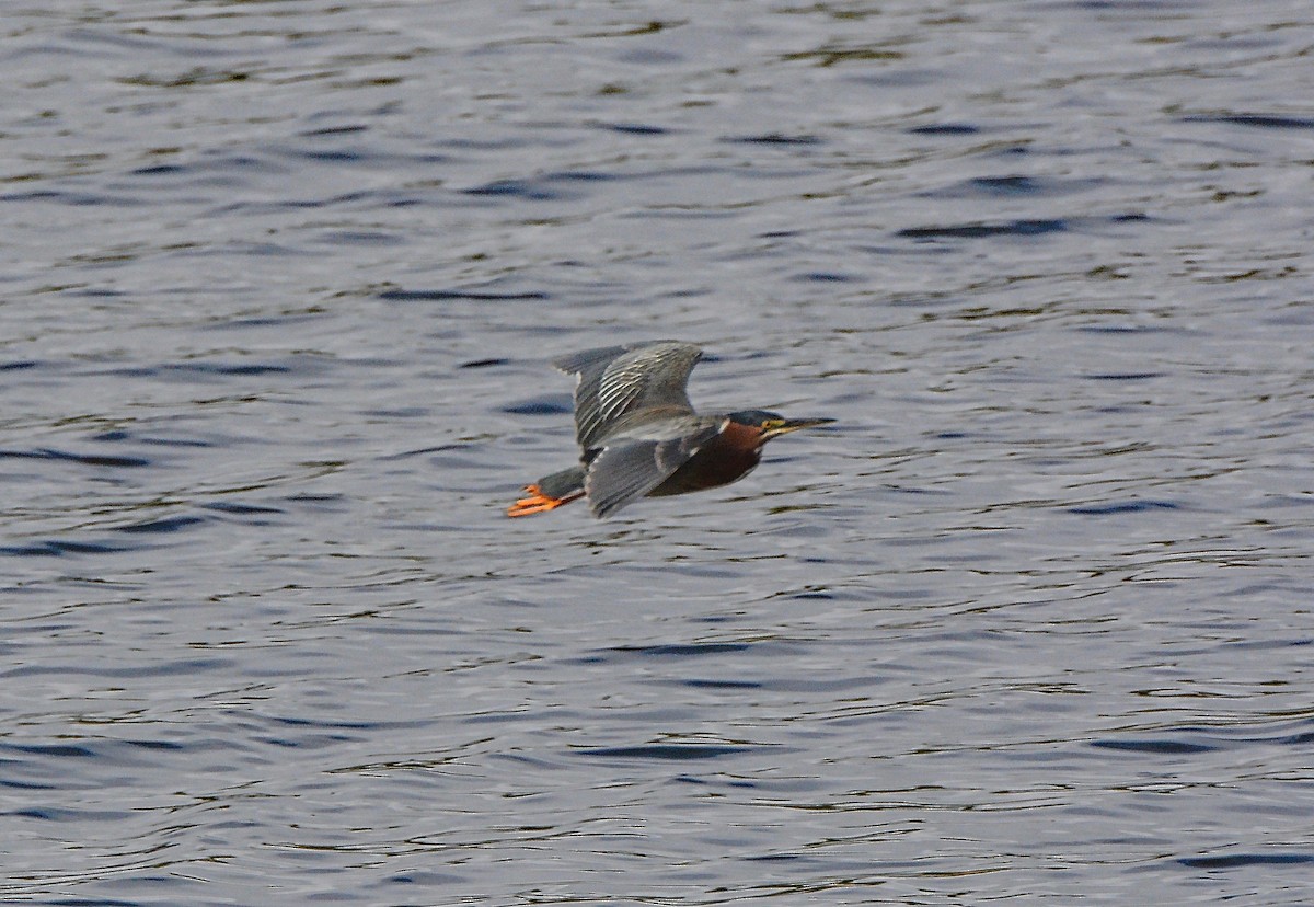 Green Heron - Douglas Hall