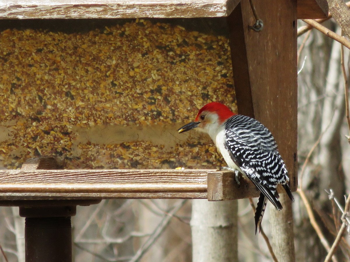 Red-bellied Woodpecker - ML89743701