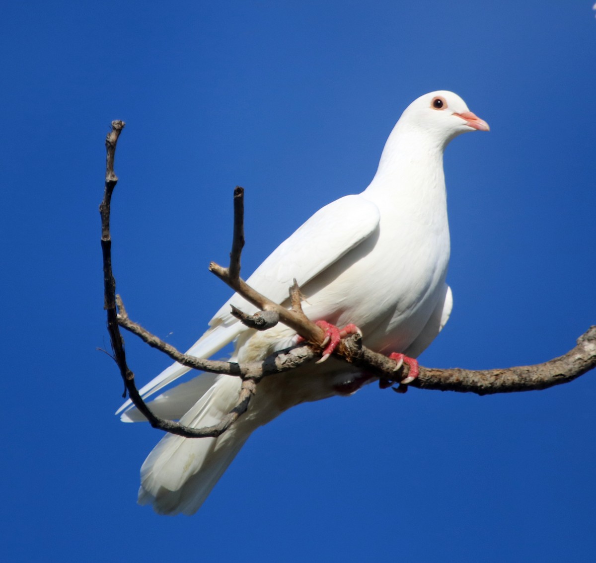 Rock Pigeon (Feral Pigeon) - ML89746991