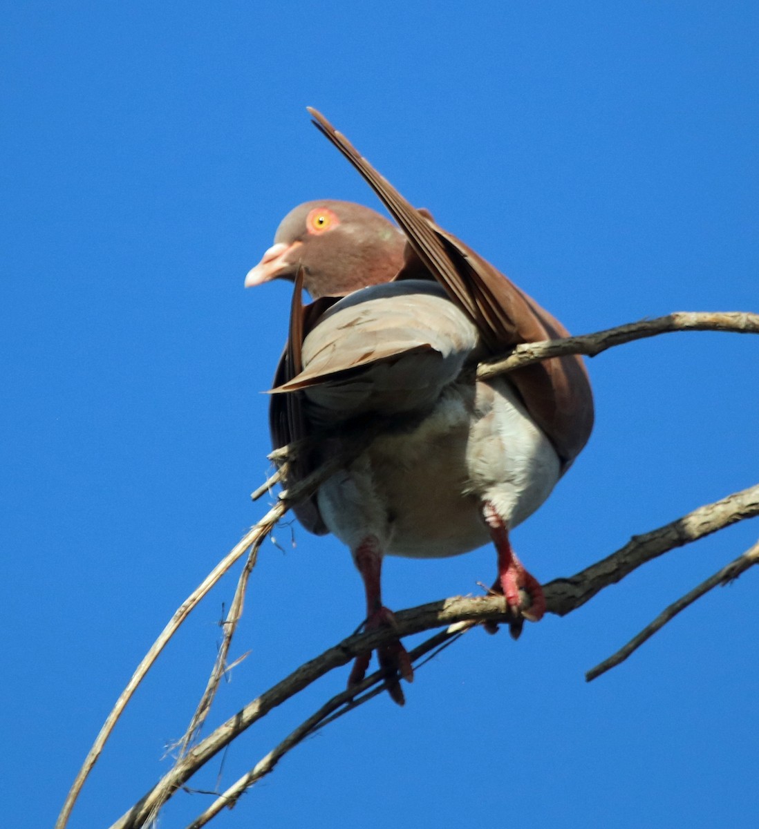 Rock Pigeon (Feral Pigeon) - ML89747011