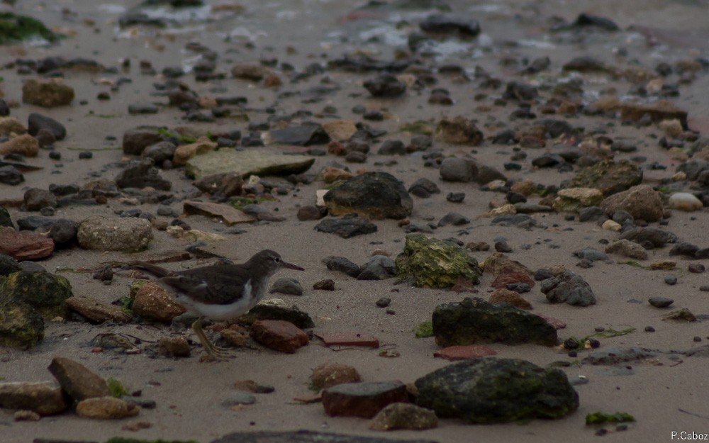 Spotted Sandpiper - ML89747341