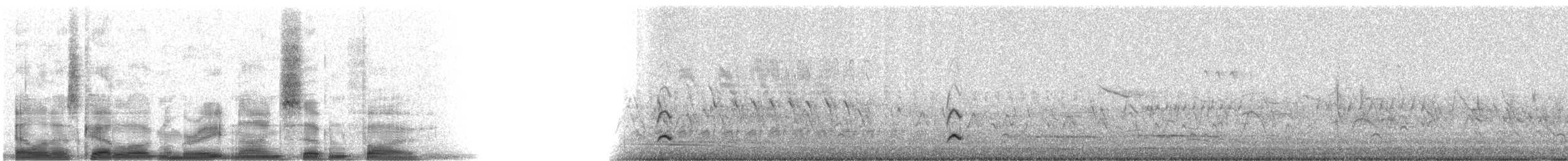 Phainopepla - ML8975