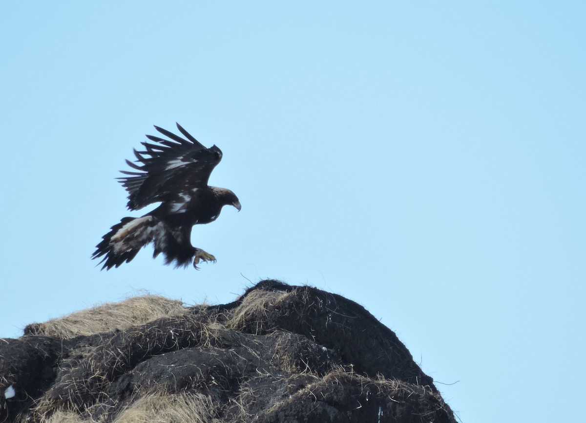 Golden Eagle - Brian Lund