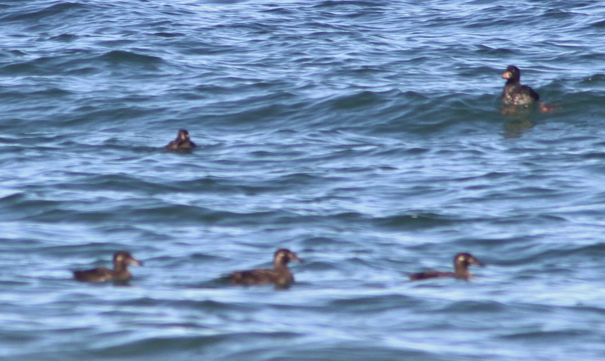 Surf Scoter - ML89751201