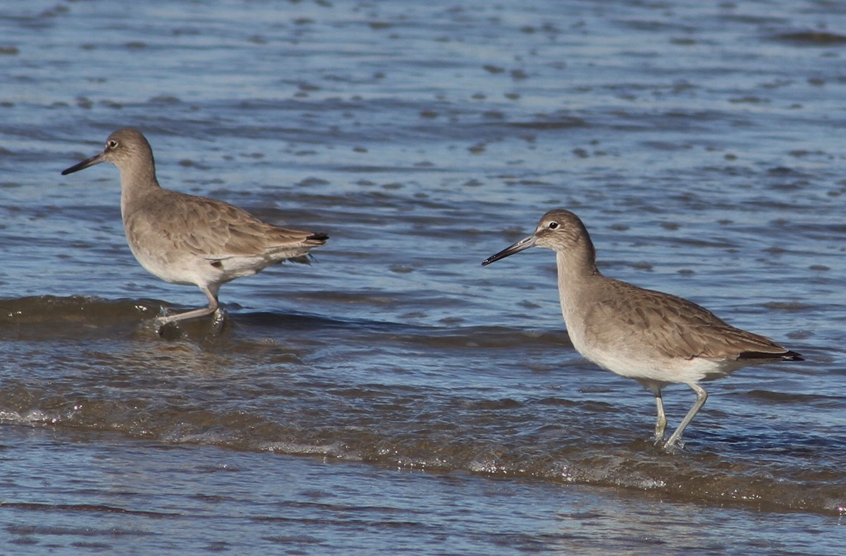 Willet - Mark Hays