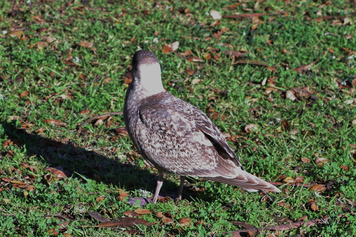 goéland sp. (Larus sp.) - ML89751641