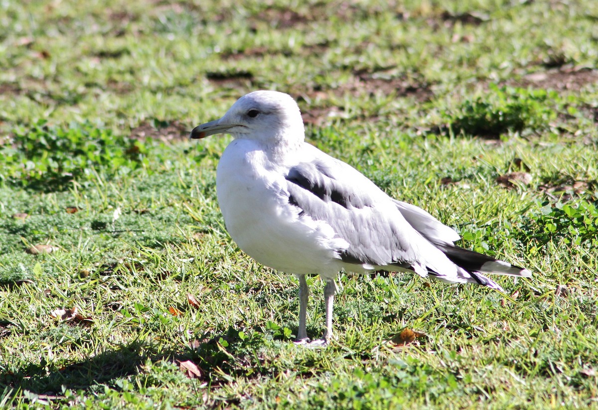 California Gull - ML89751771