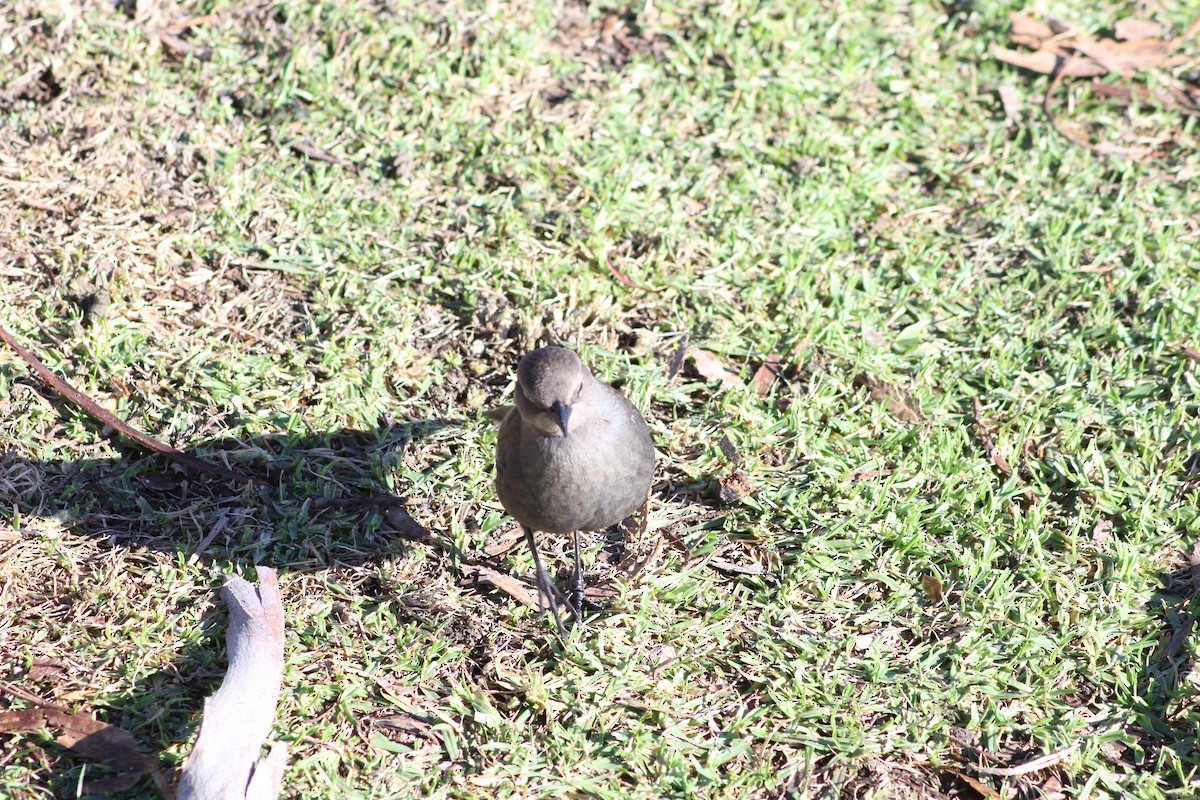 Brewer's Blackbird - ML89751991