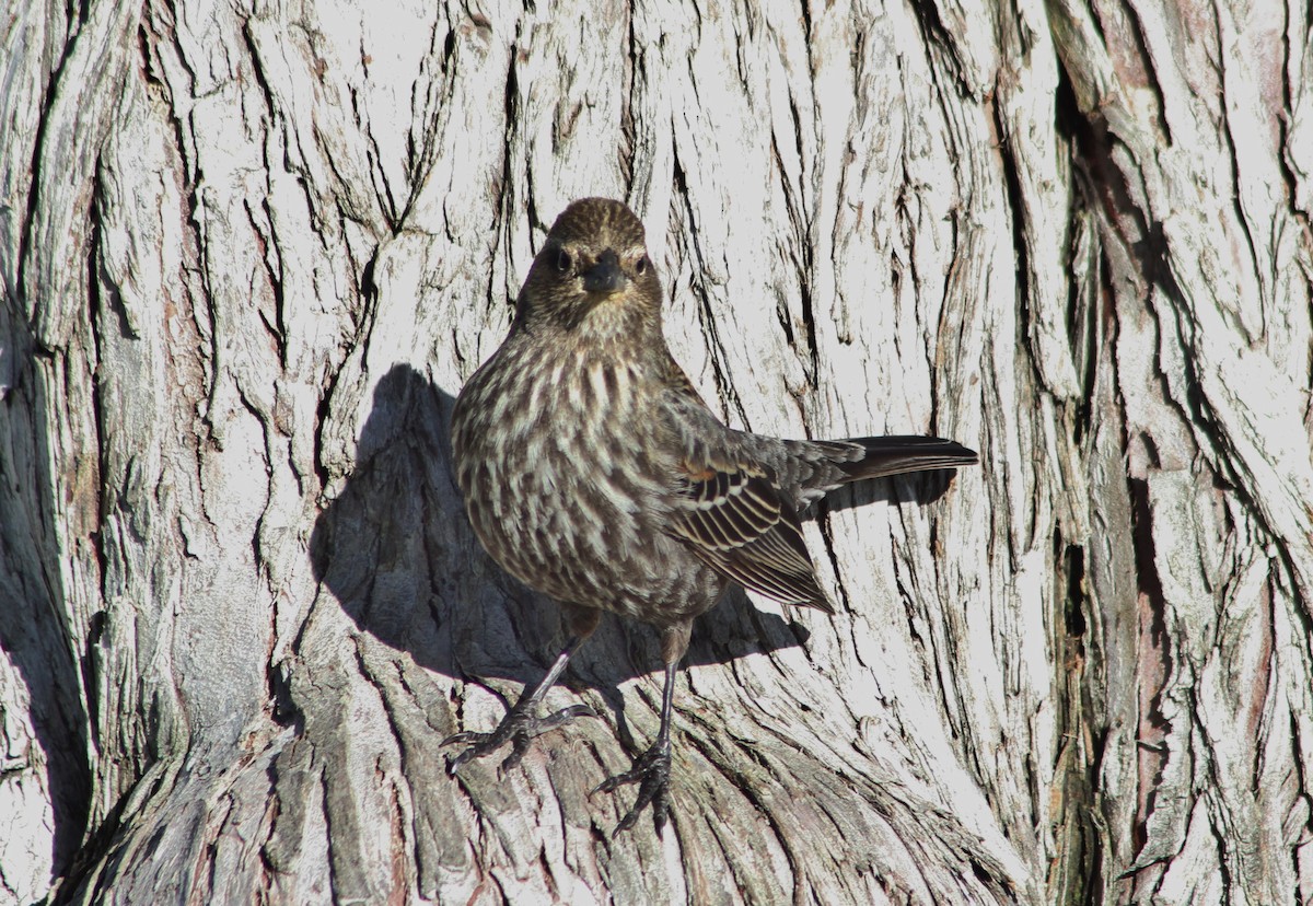 Red-winged Blackbird - ML89752021