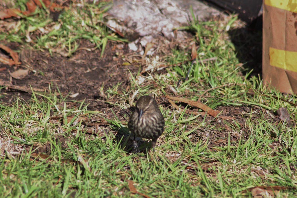 Red-winged Blackbird - ML89752081