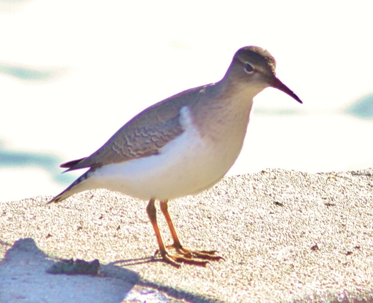 Spotted Sandpiper - ML89752091