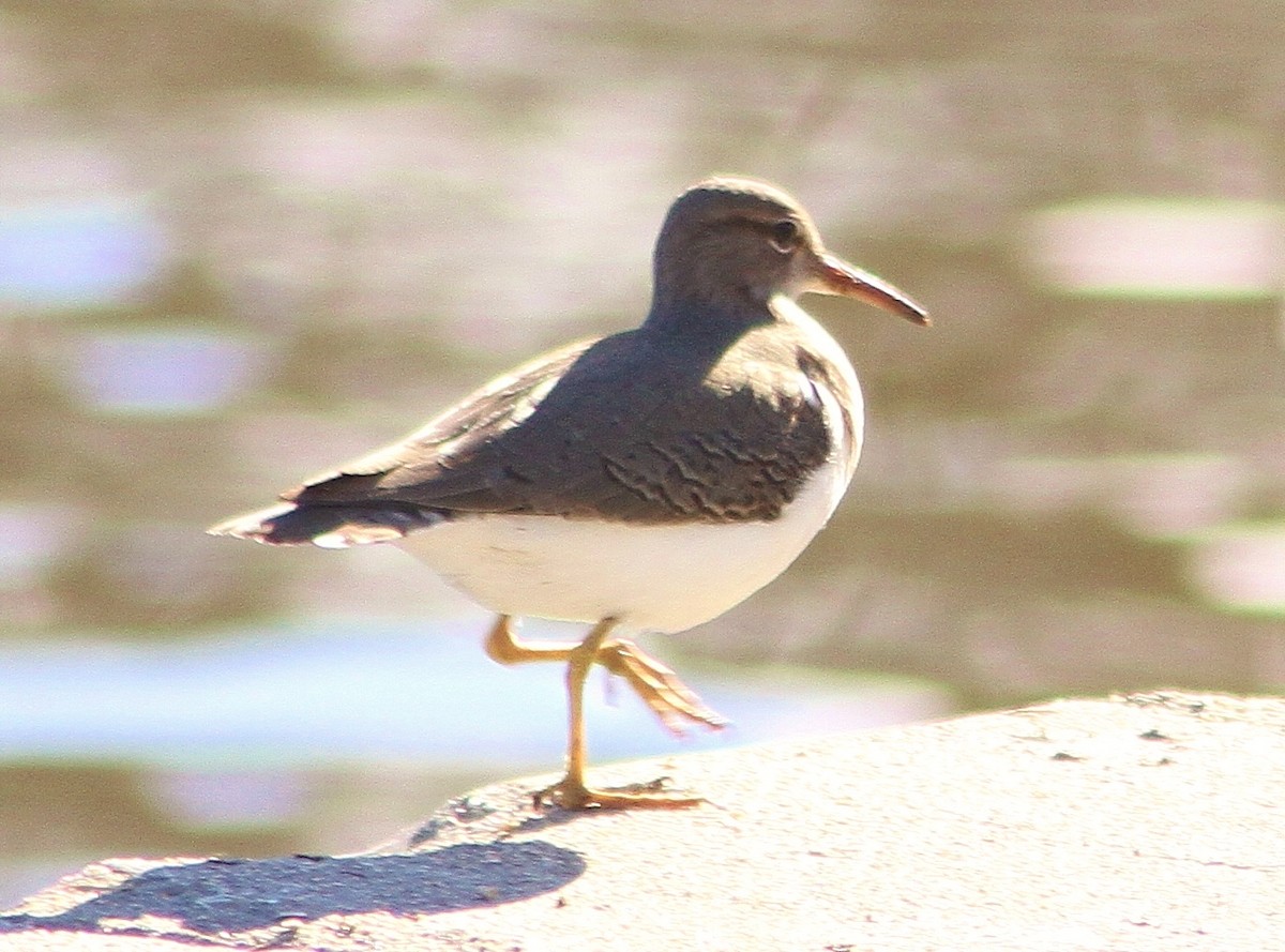 Spotted Sandpiper - Mark Hays