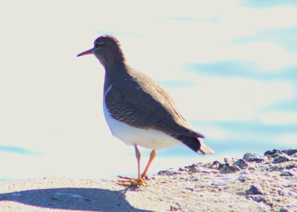 Spotted Sandpiper - ML89752121