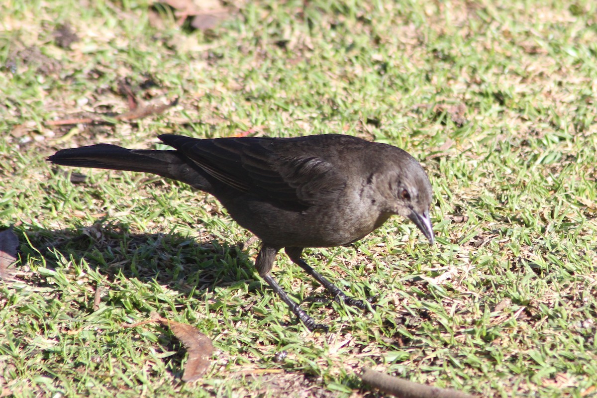 Brewer's Blackbird - ML89752241