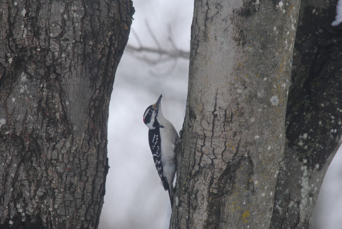 Hairy Woodpecker - Arianna Ferrario