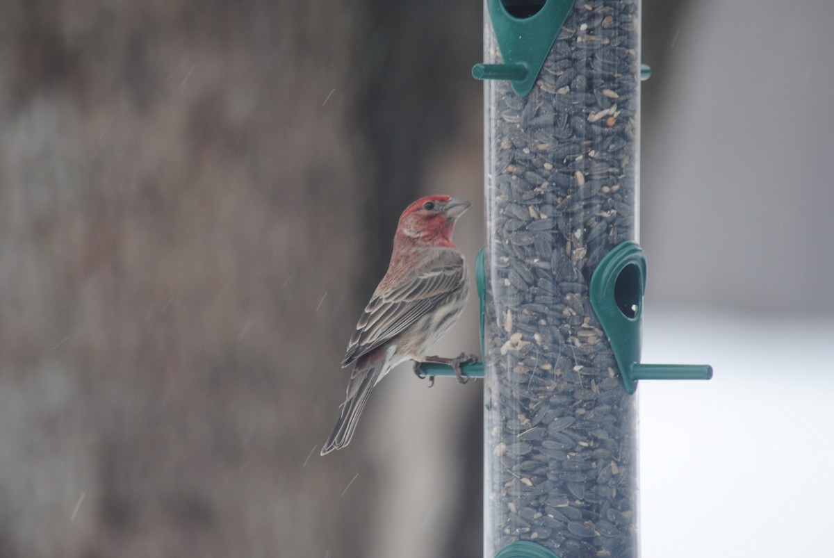 House Finch - Arianna Ferrario