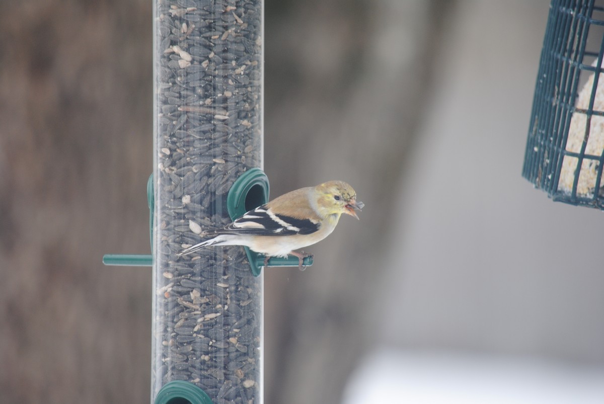 American Goldfinch - Arianna Ferrario