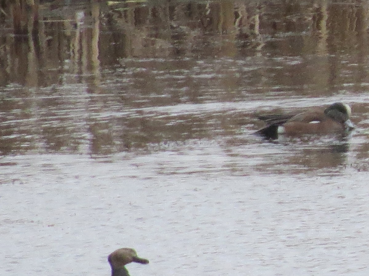 American Wigeon - Mayte Torres