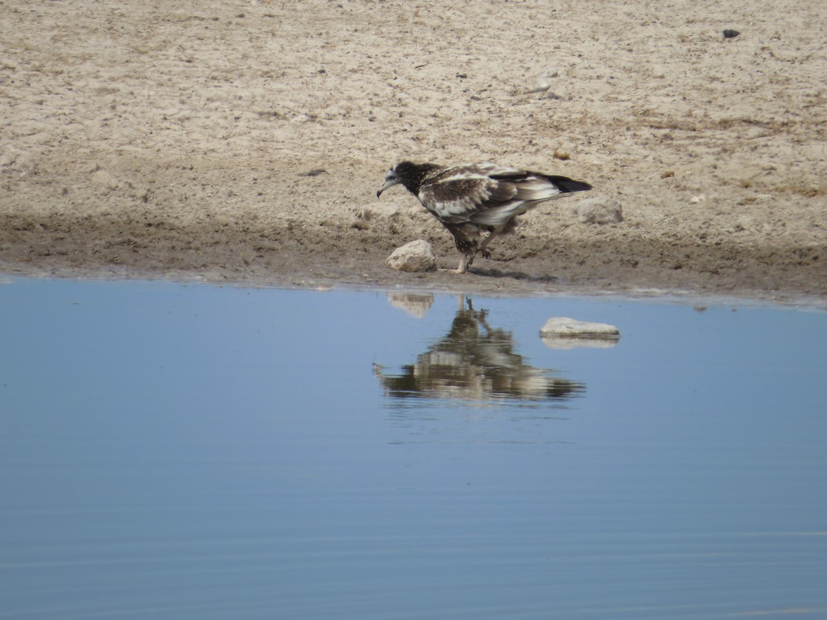 Egyptian Vulture - ML89753881