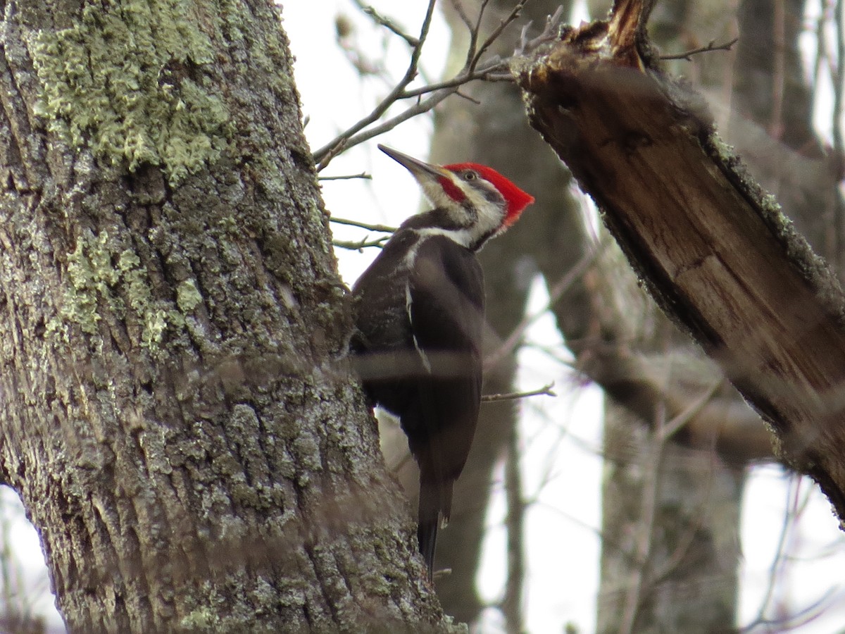 Pileated Woodpecker - ML89754971