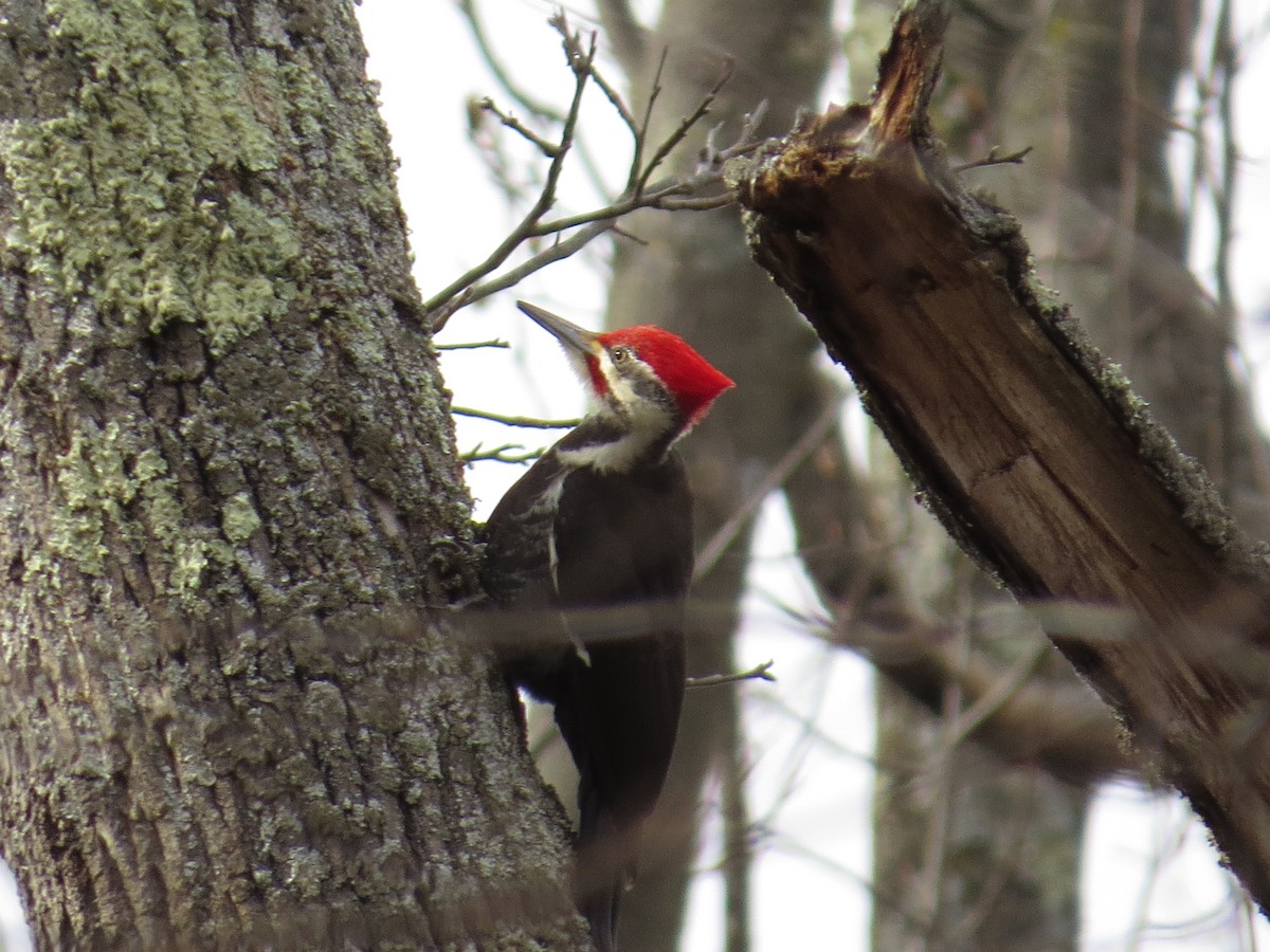 Pileated Woodpecker - ML89755171