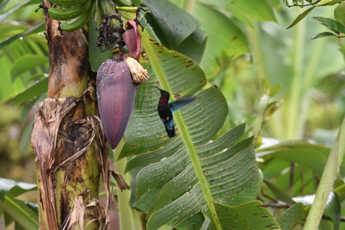 Purple-throated Carib - ML89755521