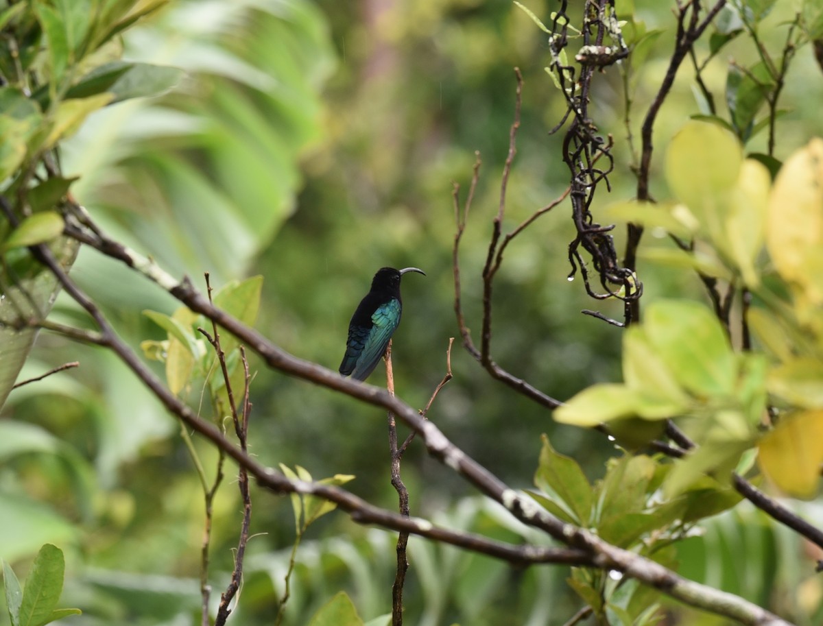 Colibrí Caribeño Gorjimorado - ML89755651