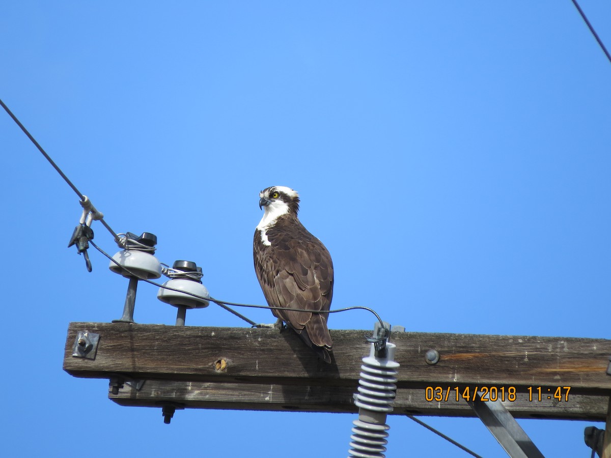 Osprey - ML89756181