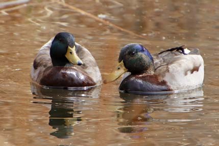 Mallard (Domestic type) - Cory Shaw