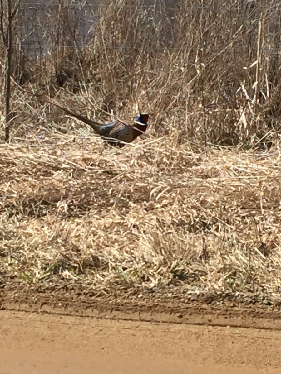 Зэрлэг гургуул - ML89756451