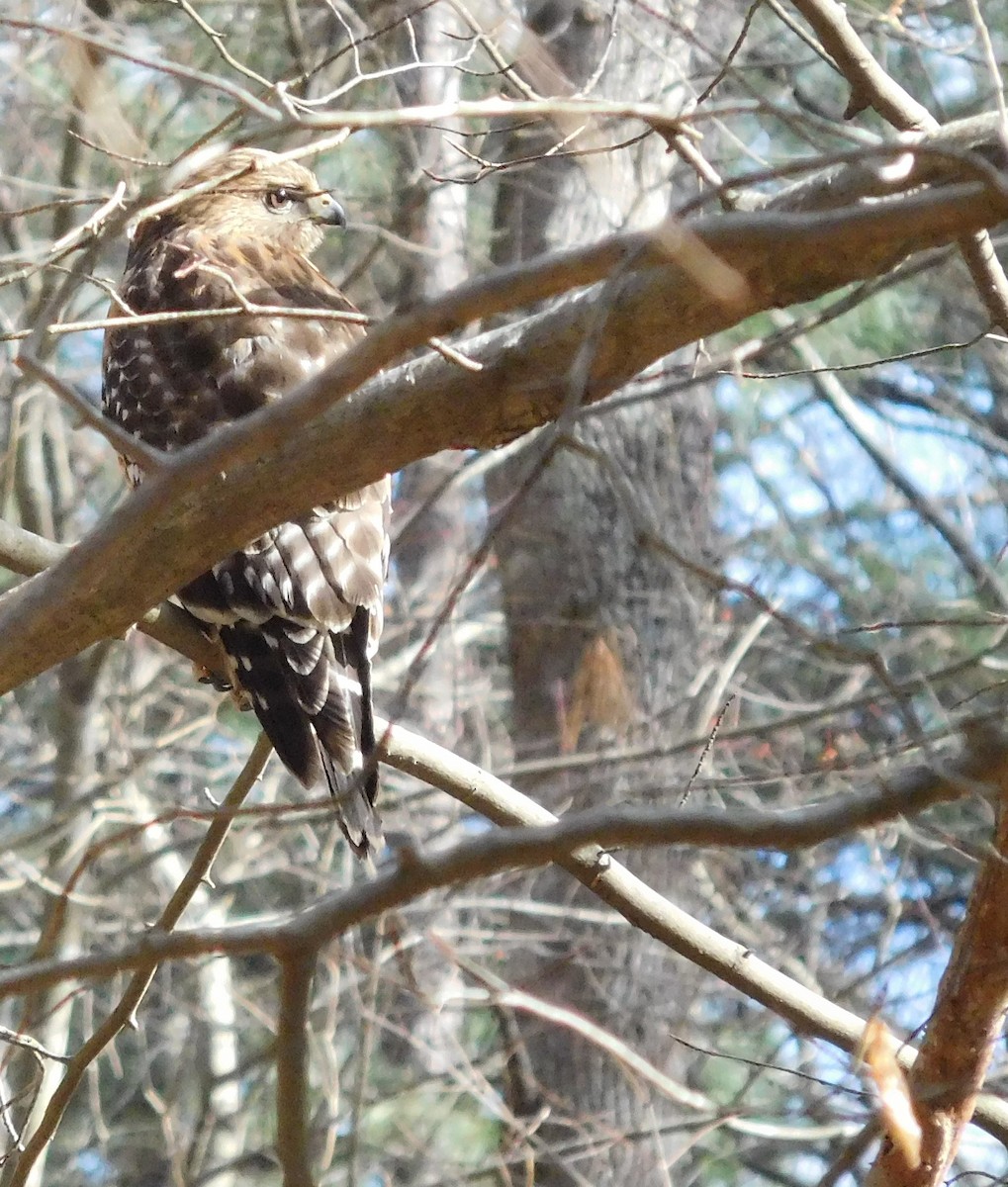 Red-shouldered Hawk - ML89757361