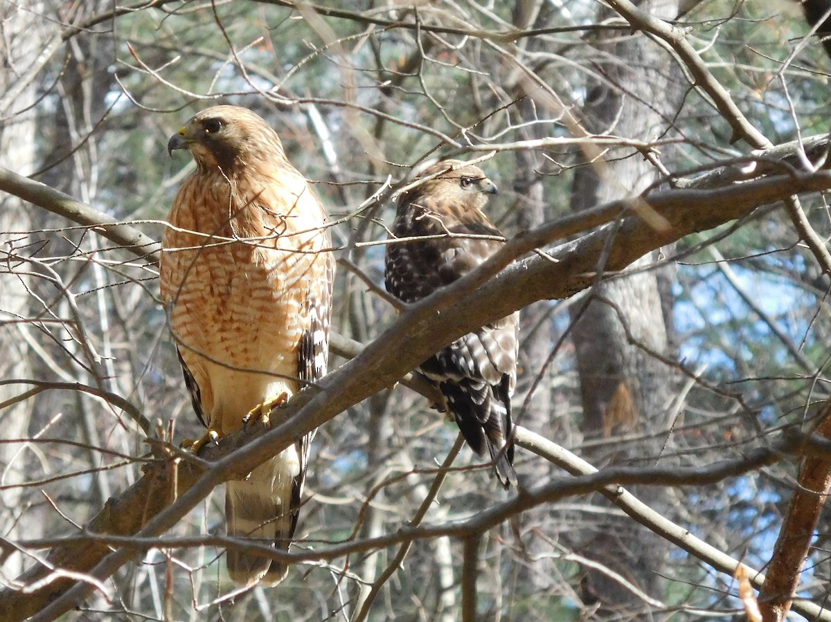 Red-shouldered Hawk - ML89757381