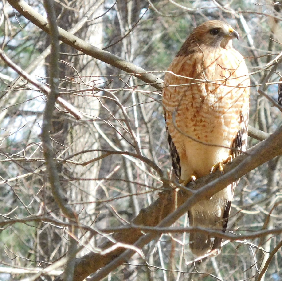 Red-shouldered Hawk - ML89757391