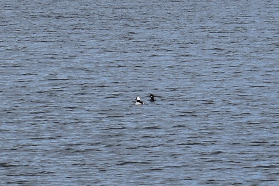 Bufflehead - ML89757661