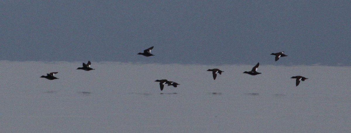 White-winged Scoter - ML89762271