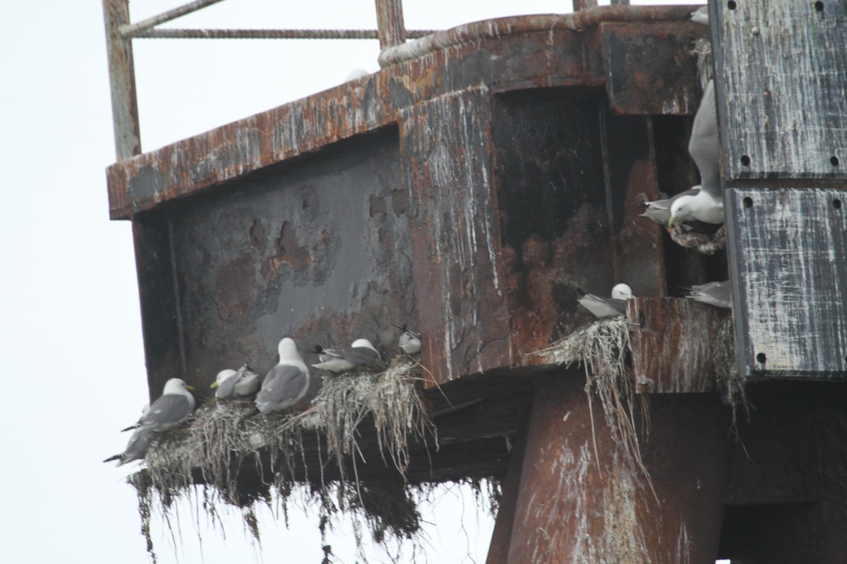 Black-legged Kittiwake - Jim Stasz