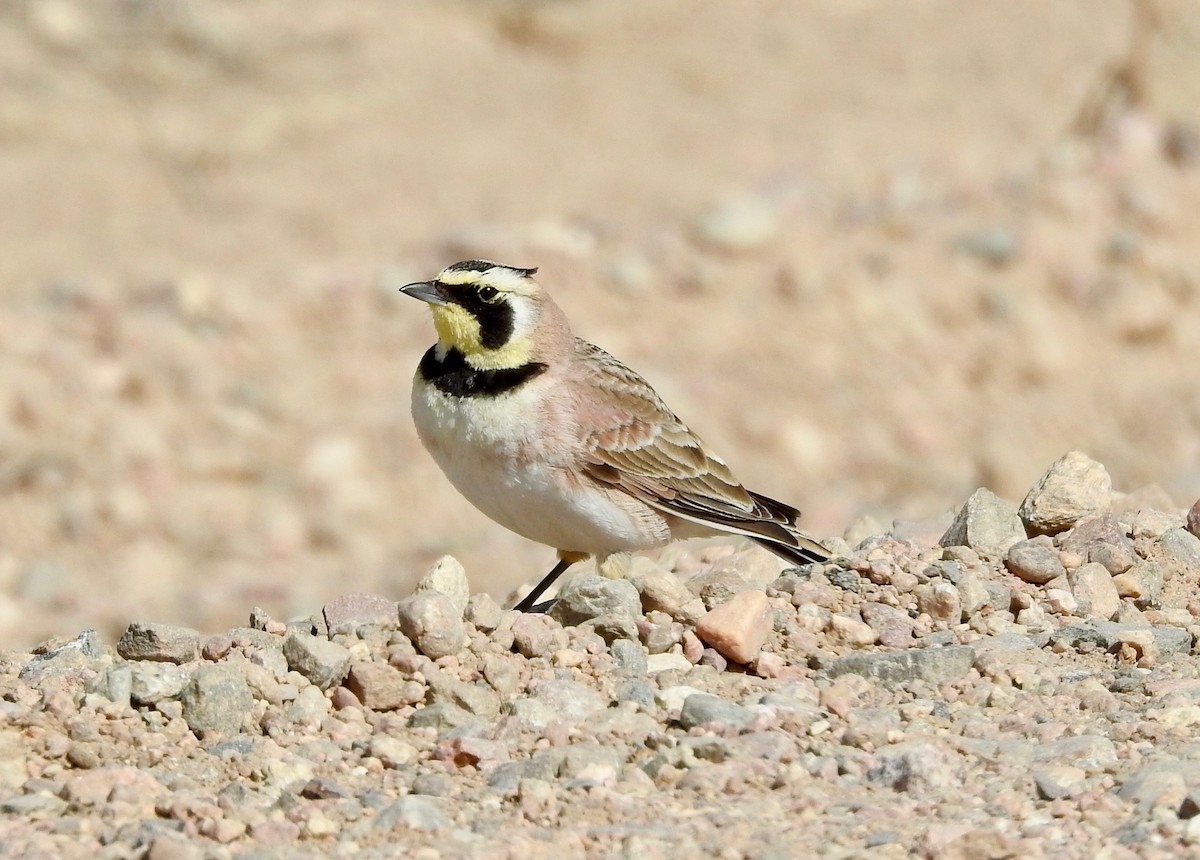 Horned Lark - Janice Backstrom