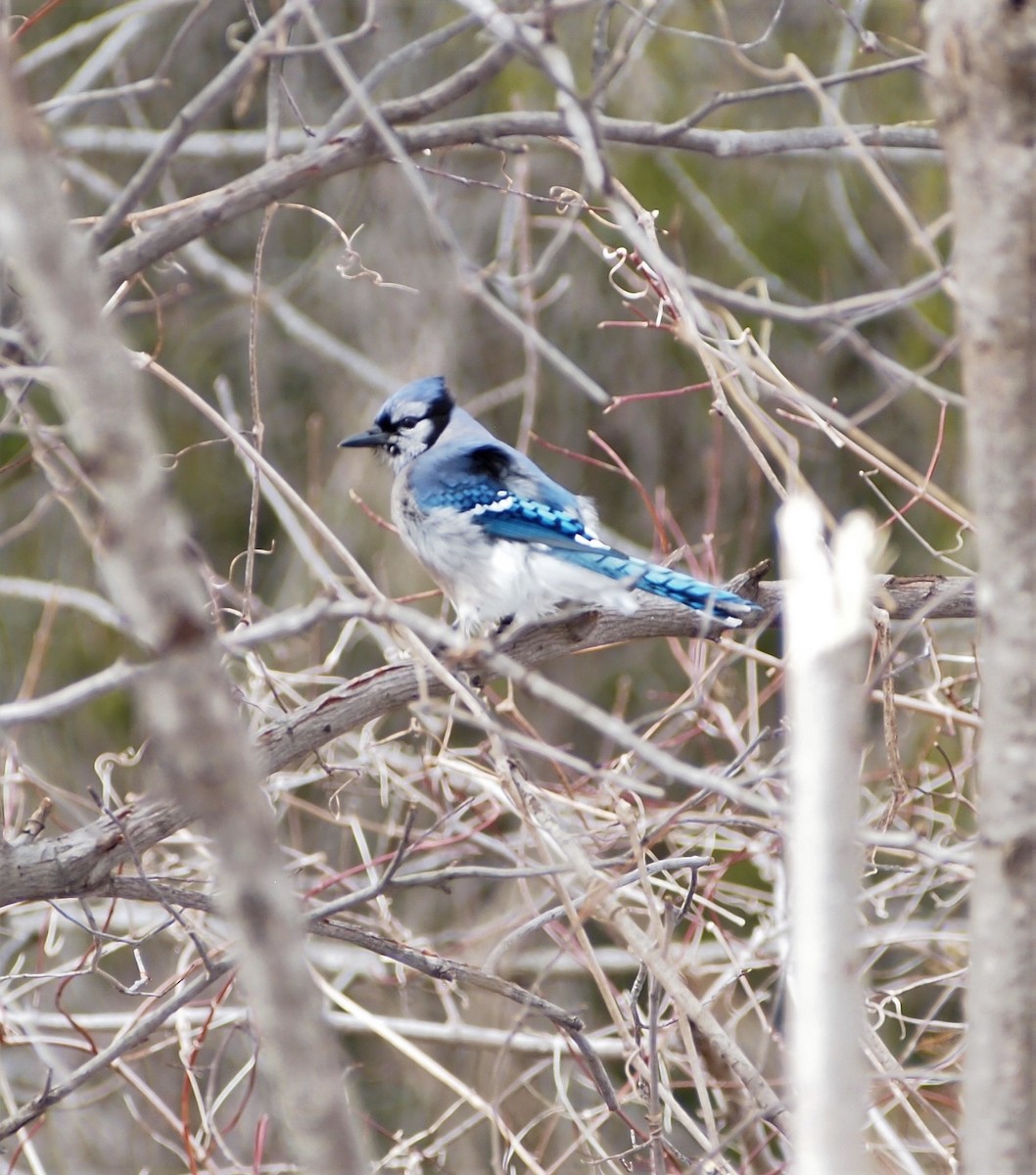 Blue Jay - ML89764581