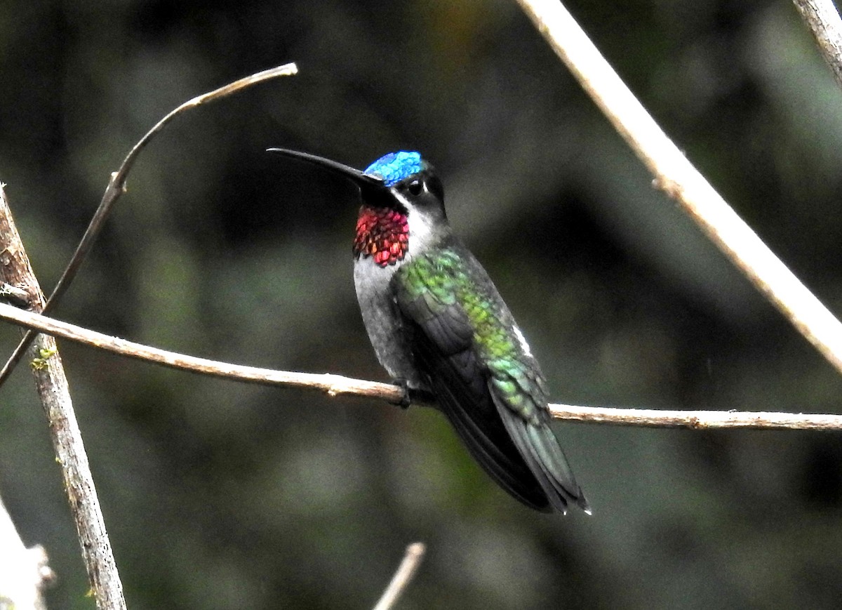 kolibřík hvězdohrdlý - ML89765721